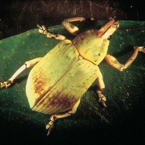 thumbnail for publication: A Guide to Soil Insect Pests Identification